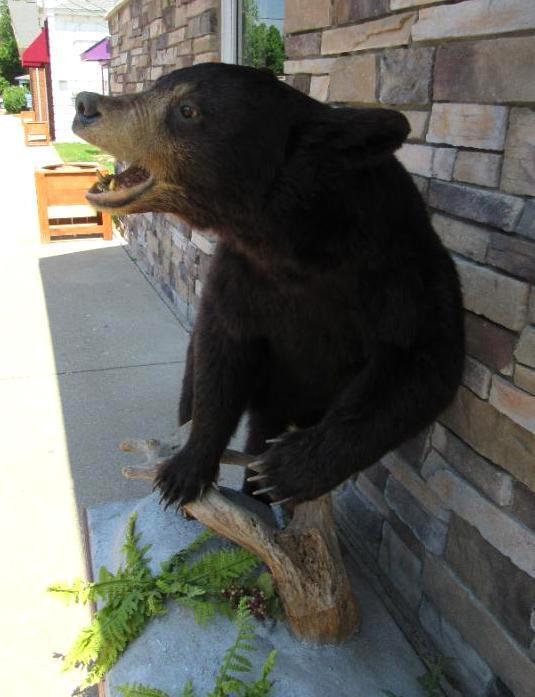 Vintage Full Body Black Bear Taxidermy Mount- Standing