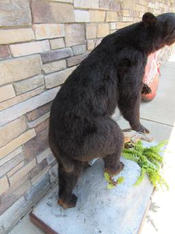 Vintage Full Body Black Bear Taxidermy Mount- Standing