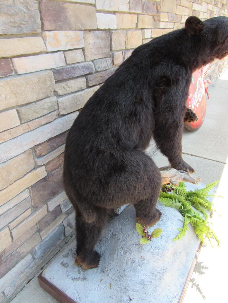 Vintage Full Body Black Bear Taxidermy Mount- Standing