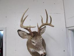 Beautiful Vintage 10 Point Buck White Tail Deer Taxidermy Shoulder Mount