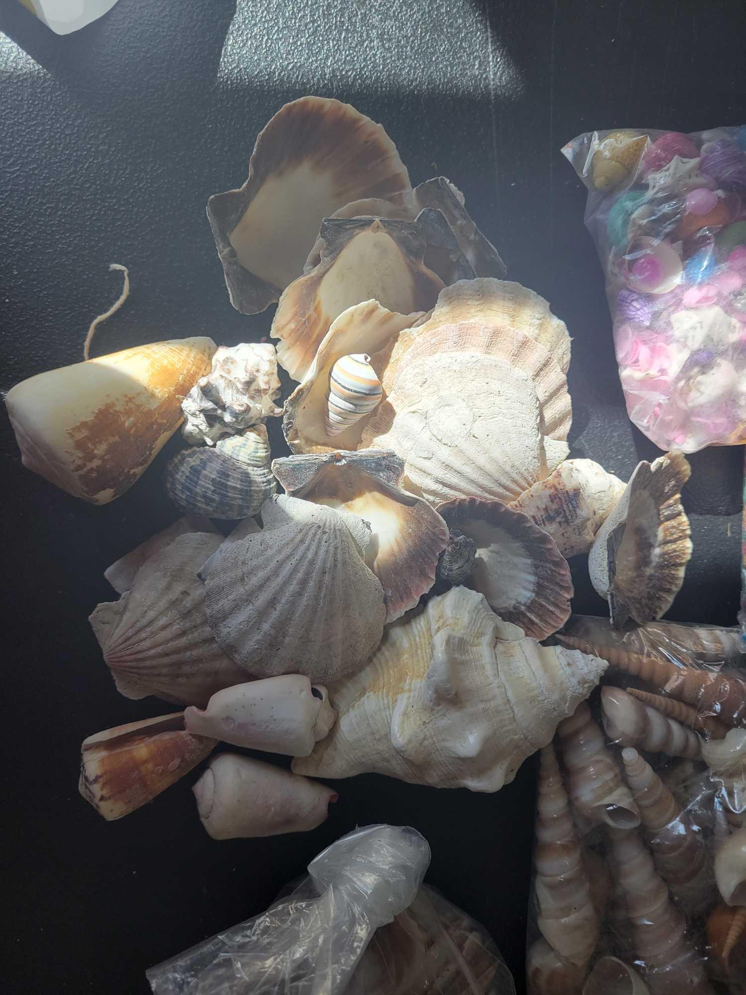 Shell Collection $3 STS