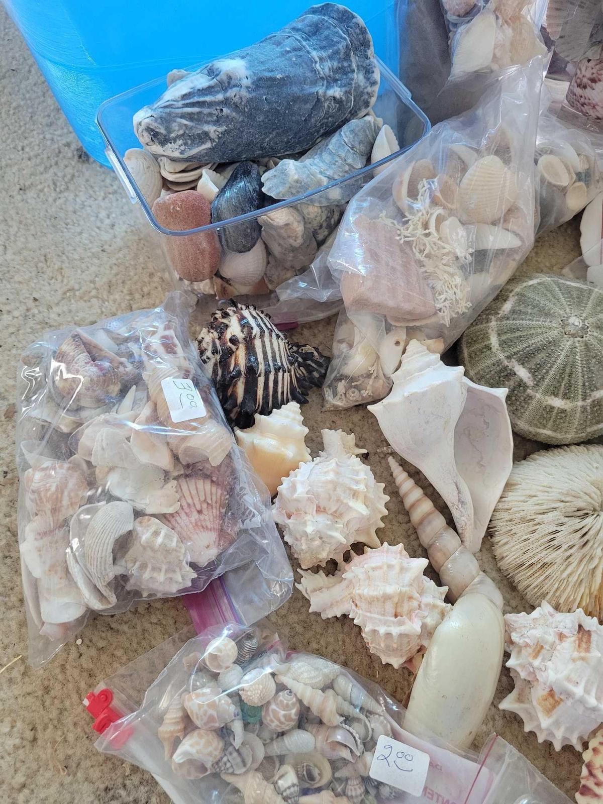 Assorted Sea Shells $1 STS