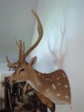 (LR) TAXIDERMY WALL MOUNT, AXIS DEER, COMES APPROX 25" OFF THE WALL