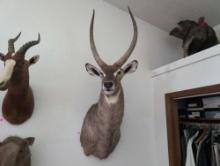 (DEN) LARGE SUB-SAHARAN AFRICAN WATERBUCK ANTELOPE HEAD TAXIDERMY. SHOWS THE WATERBUCK POSING ITS