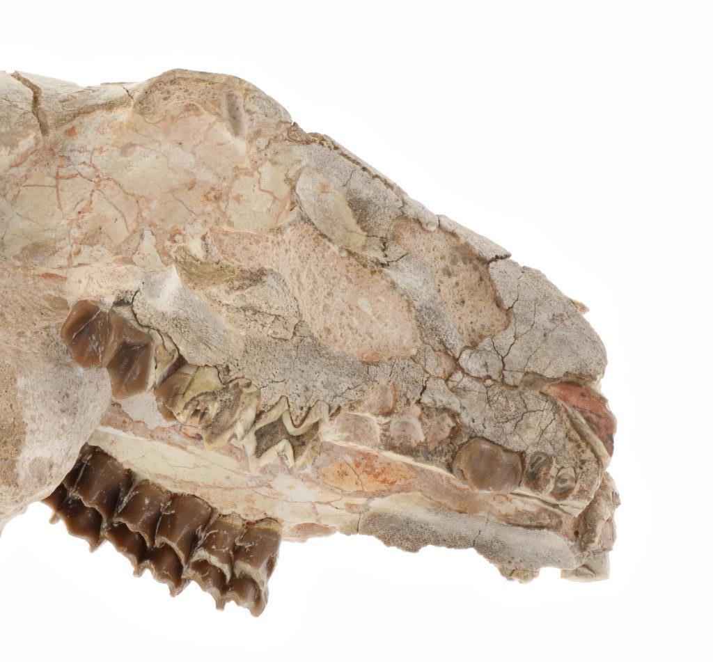 Oreodont Skull White River Badlands, South Dakota