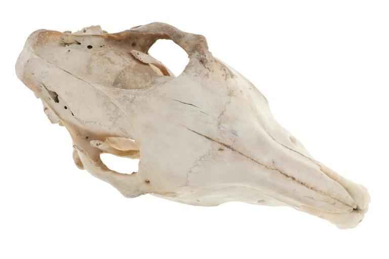 Large Domestic Horse Skull Taxidermy