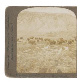 Stereoview Photos From Various Publishers 1901-11