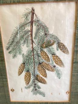 Framed Pinetree Branch Print