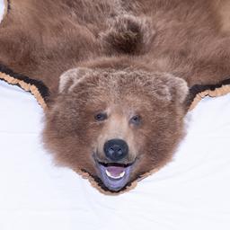 Kodiak Bear Rug Taxidermy