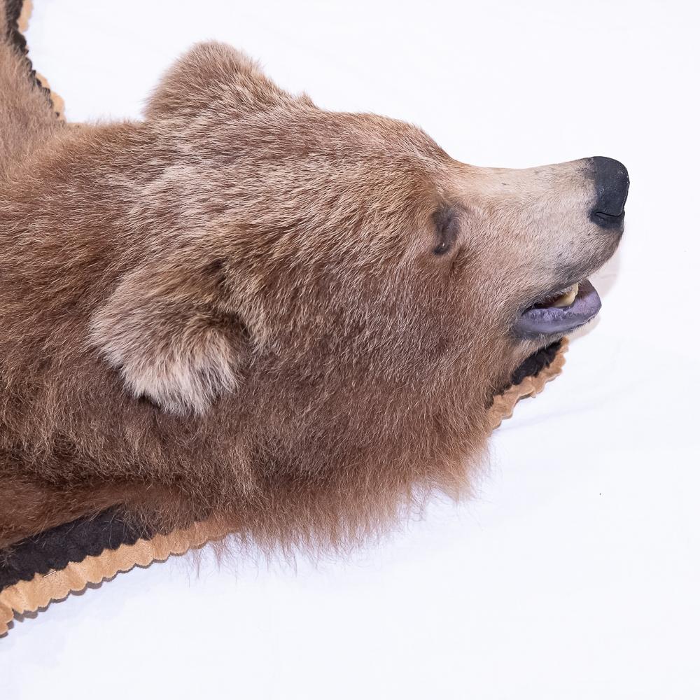 Kodiak Bear Rug Taxidermy
