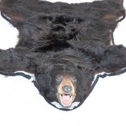 Black Bear Rug Taxidermy