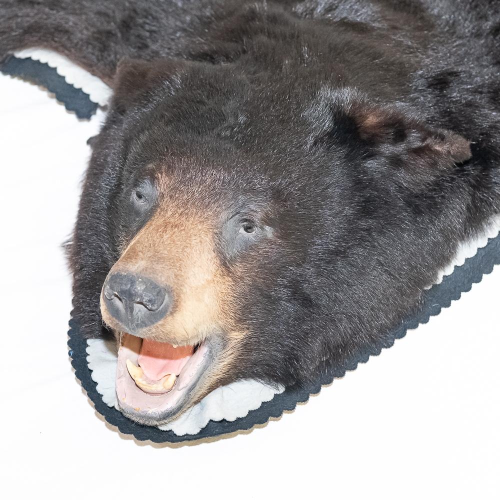 Black Bear Rug Taxidermy