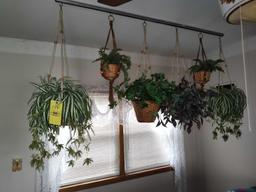 Hanging Plants