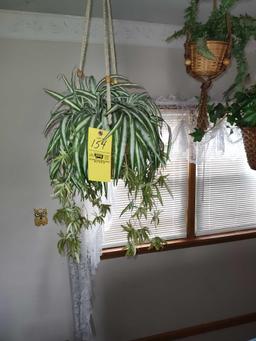 Hanging Plants