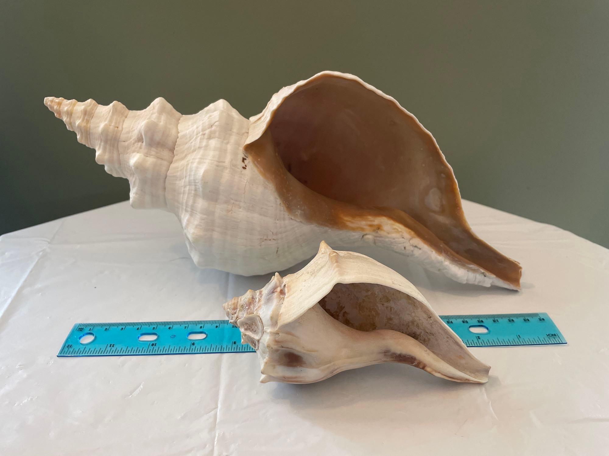 2 Conch shells & 1 Large Whole Clam shell