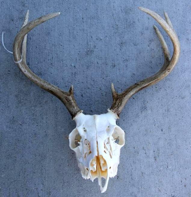 Excellent Buck Skull and Rack