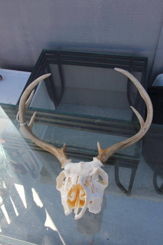 Excellent Buck Skull and Rack