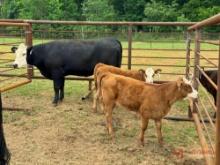 (1) BLACK COW/CALF PAIR AND (1) BLACK W/F COW/CALF PAIR